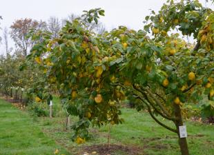 Ricette proprietà benefiche del frutto della mela cotogna