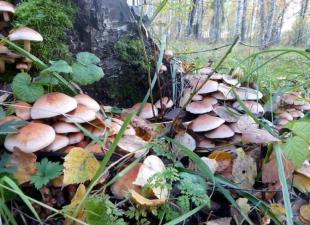 Лісові гриби лисички Екологія та поширення