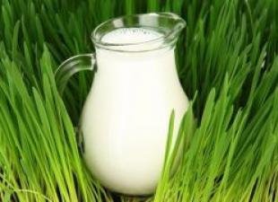 Кумис з козиного або кобильського молока: лікувальні властивості та протипоказання Кумис в домашніх умовах