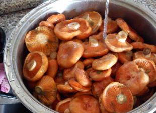 Рецепти рижиків, приготовлених у томатному соусі