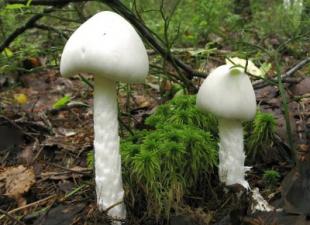 Il fungo più velenoso Funghi mortali per l'uomo