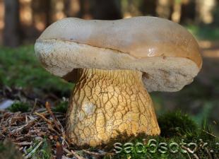 Відмінність моховик коричневий каштановий та польський гриб